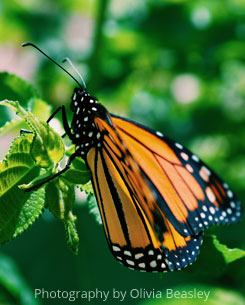 butterfly- Photography by Olivia Beasley