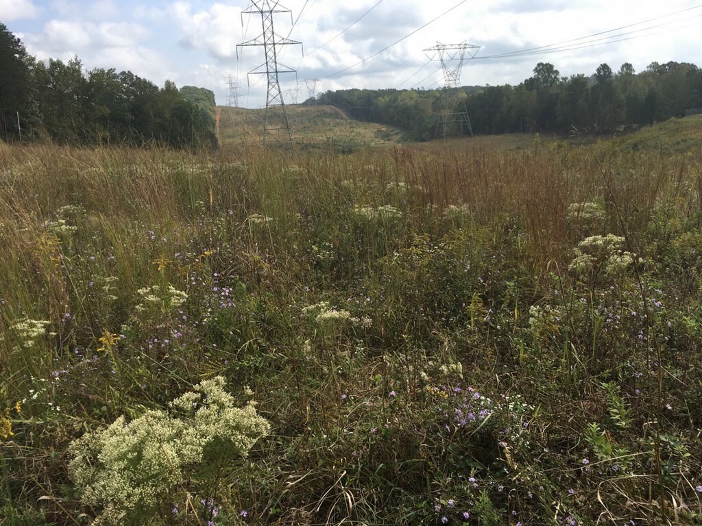 Banks Road Sunflower Site