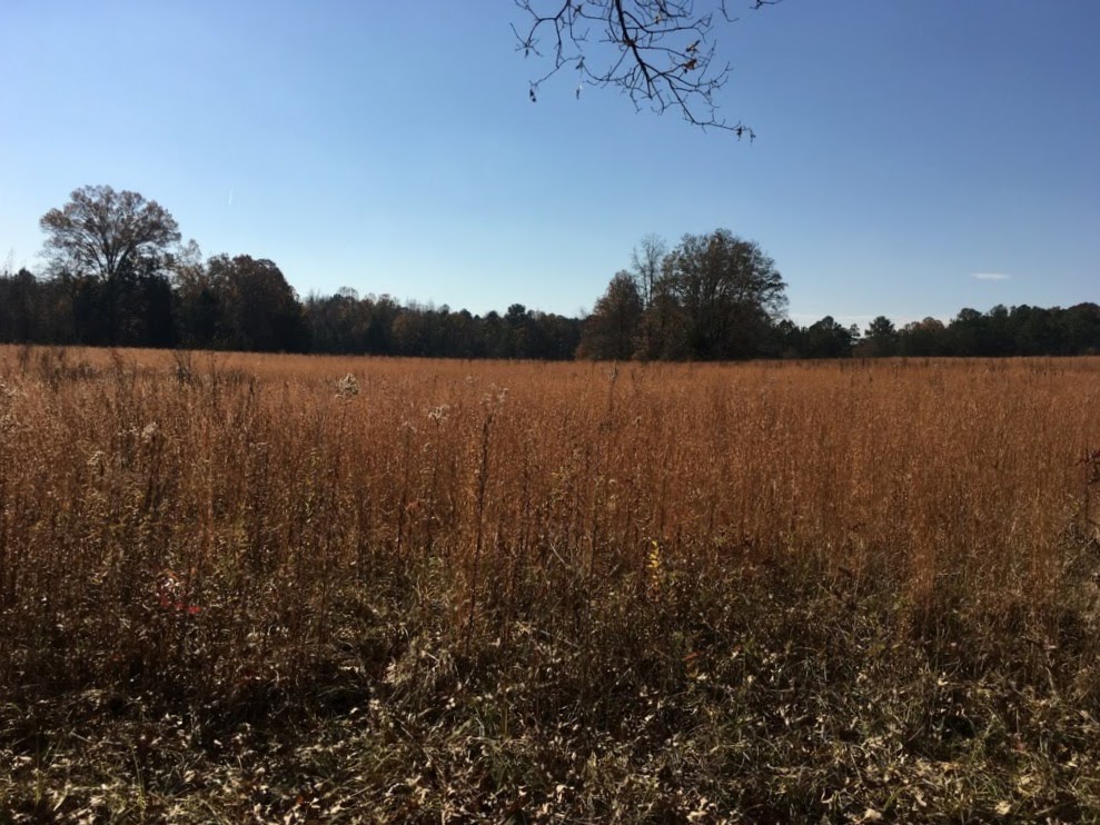 Brattonsville Sunflower Site